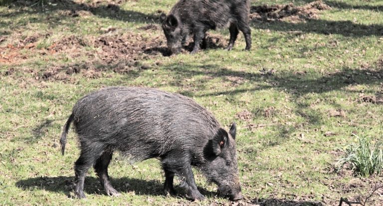 Wild Hog 1 Day Hunt Antlered Acres Okeechobee Hunting