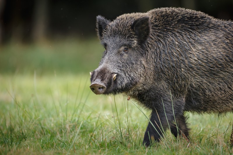 Wild Hog - 1 Day Hunt - Antlered Acres: Okeechobee Hunting