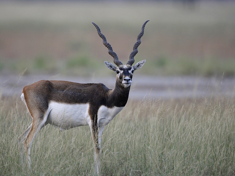 Blackbuck_Antelope