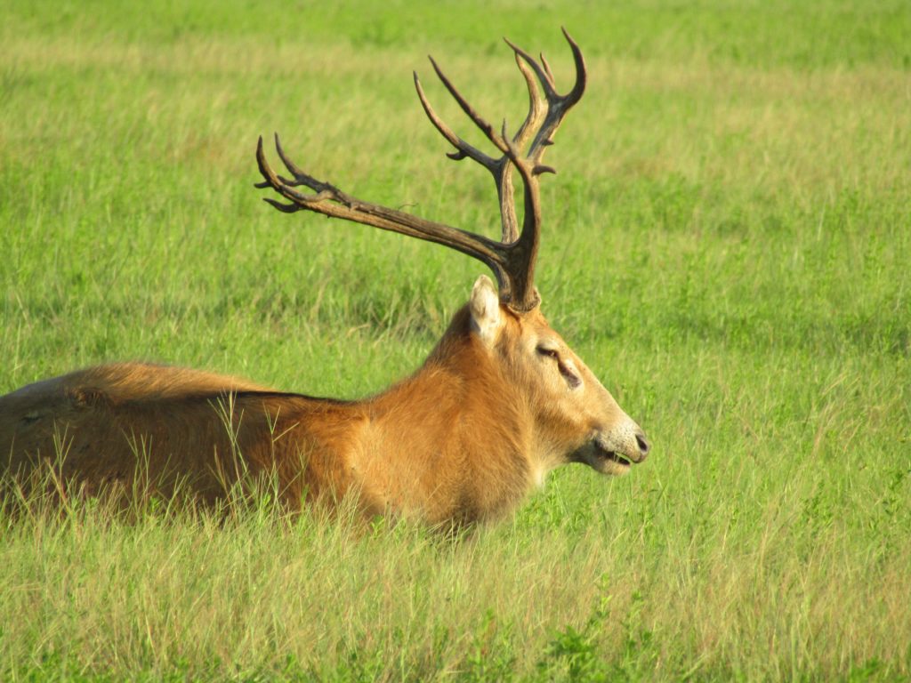 Pere Davids Deer 3 day hunt Antlered Acres Okeechobee Hunting