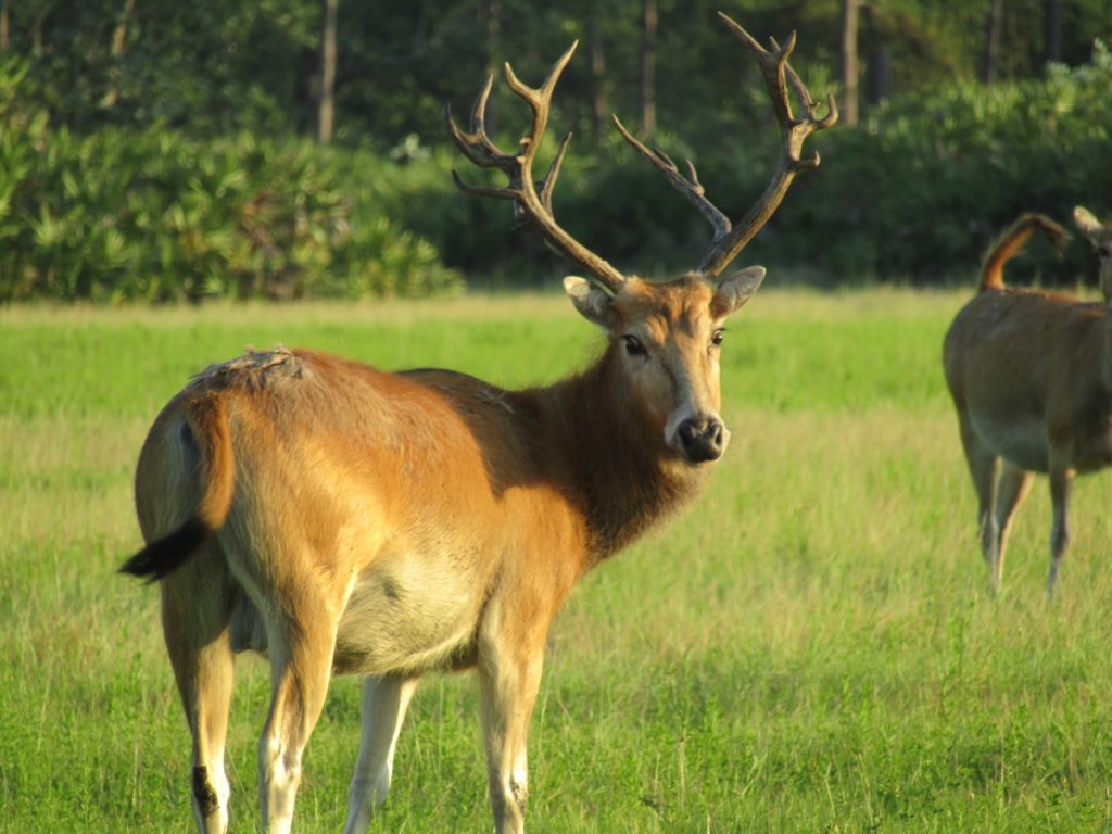 Pere Davids Deer 3 day hunt Antlered Acres Okeechobee Hunting