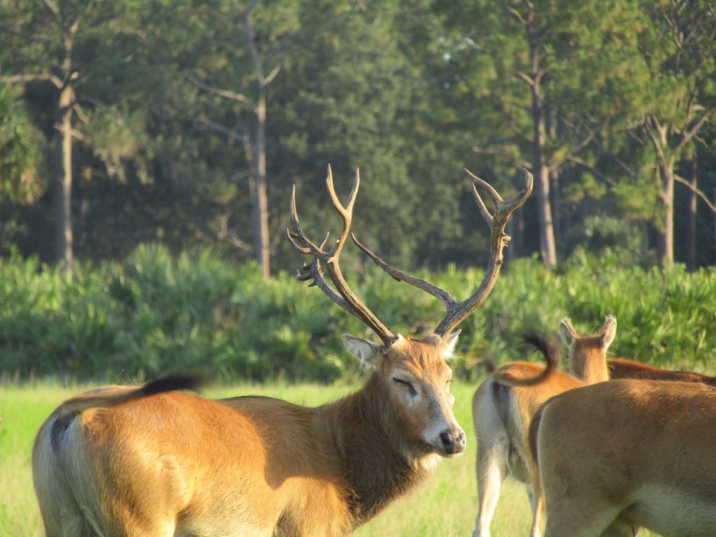 Pere Davids Deer 3 day hunt Antlered Acres Okeechobee Hunting