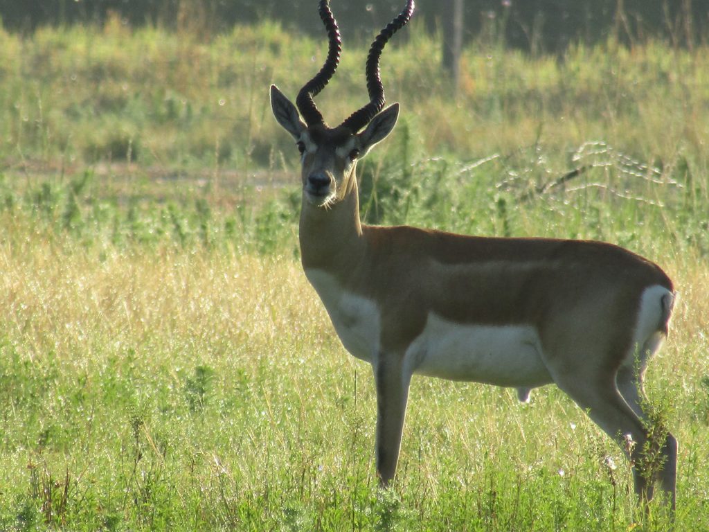 Blackbuck 3 Day Hunt Antlered Acres Okeechobee Hunting