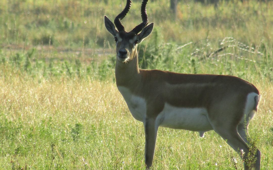 Blackbuck – 3 Day Hunt