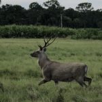 Sika Deer