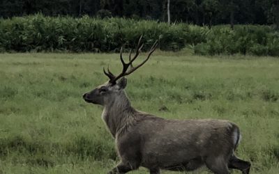 Sika Deer